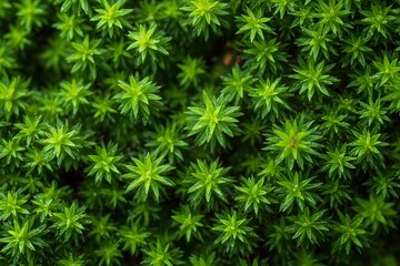 Vibrant Green Moss:  A close-up macro shot of a lush green moss, capturing its intricate texture and vivid color. The delicate.