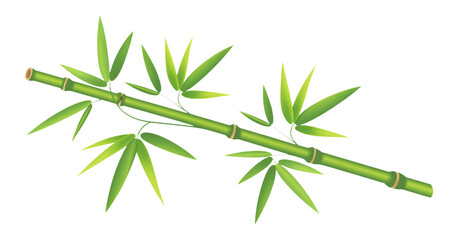 Naklejka premium Elegant Bamboo Stalk with Lush Green Leaves Illustration