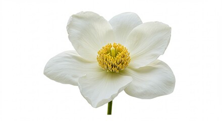 Isolated elegant white poppy flower with detailed stamen on pure background