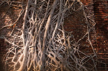 Old tree roots covered walls. Abstract Background