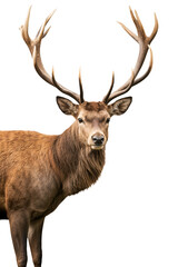 Fototapeta premium Majestic Red Deer Stag Against White Background