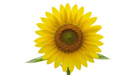 Radiant sunflower portrait against clean white, a symbol of summer's joyful energy