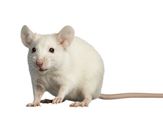 Adorable White Laboratory Mouse on White Background