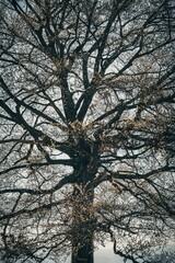 Old tree in the autumn forest with yellow leaves - retro vintage effect.