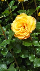 薔薇　yellow rose　