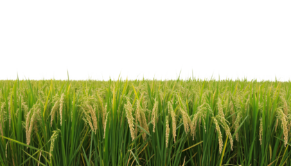 Lush Rice Paddy Field with Vibrant Green Stalks