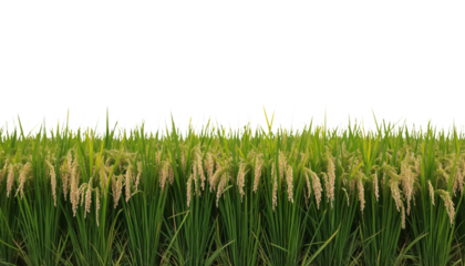 Lush Rice Paddy Field with Vibrant Green Stalks