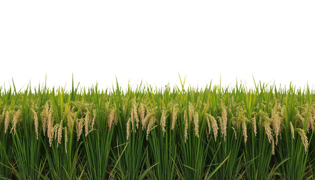Lush Rice Paddy Field with Vibrant Green Stalks