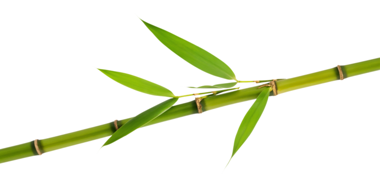 Elegant Bamboo Stalk with Fresh Green Leaves on White