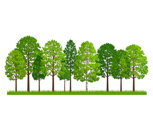 Lush forest edge with various trees