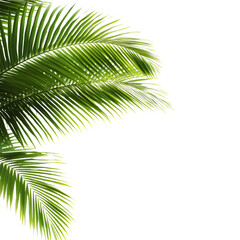 Naklejka premium Palm tree leaves Isolated White Background