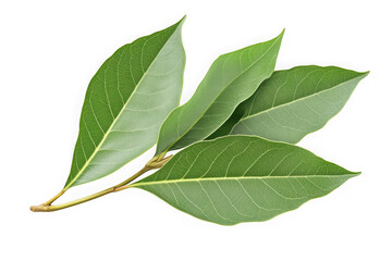 Fototapeta premium Detailed close-up of a branch with several fresh green leaves showcasing intricate vein patterns and smooth edges isolated on transparent background