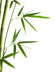 Obraz premium Vibrant Green Bamboo Leaves on White Background