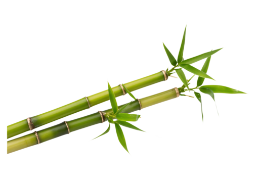 Elegant Green Bamboo Stalks on White Background