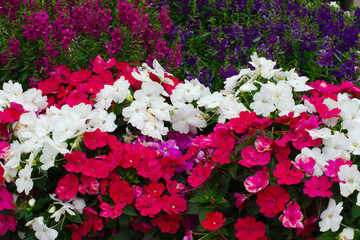 Vibrant Colorful Flowers Blooming in a Picturesque Garden Landscape. Bright red, purple, and white flowers growing densely in a garden, showcasing vivid colors and natural beauty. The arrangement capt