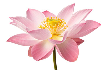 Fototapeta premium pink lotus isolated on white