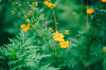 野に咲くオレンジ色の花