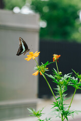 花にとまる蝶　縦