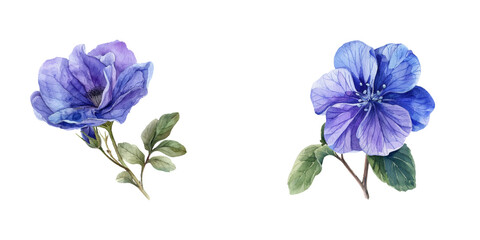 periwinkle watercolor vector illustration