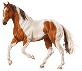 Dynamic Paint Horse in Motion Against White Background