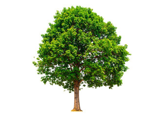 Lush, green deciduous tree isolated on black background