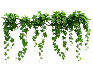 Lush green ivy cascading from a branch, ideal for decoration