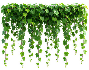 Lush green ivy cascading downwards