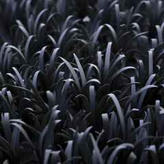 Fototapeta premium Close-up of Dark Foliage A Serene and Minimalist Study of Grass