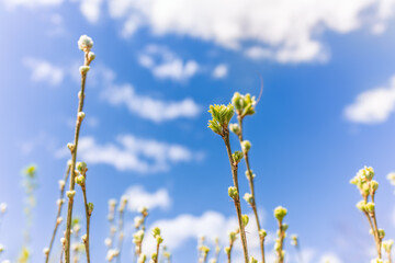 spring rose hips, dog-rose with fresh young foliage, leaves have just blossomed, against the background of a blue spring sky