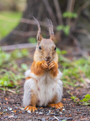 Squirrel eats a nut while sitting in green grass. Eurasian red squirrel, Sciurus vulgaris