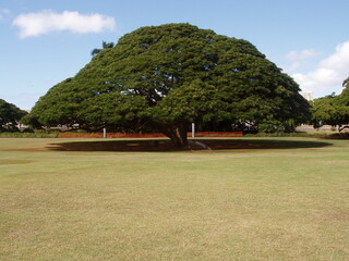 木（モンキーポッド）