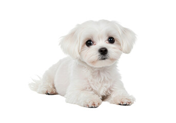 Obraz premium Adorable Little Woolly Puppy Isolated on Transparent Background – Cute Furry Pet Dog in High-Resolution PNG Format for Animal Lovers, Pet Promotions, Kids Projects, and Creative Design Use