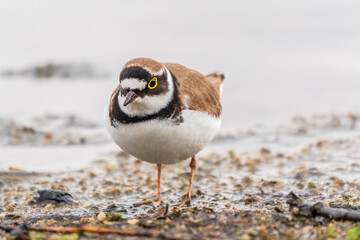 Little ringed plover (Charadrius dubius), bird standing on the lake shore