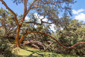 Polylepis forest at 3,780 m above sea level in El Cajas National Park in the Ecuadorian Andes. Paramo ecosystem. Azuay Province, near Cuenca. Ecuador