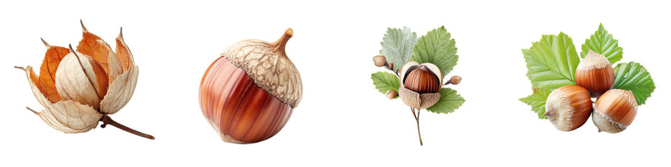 Beautiful, realistic hazelnuts and their shells presented in a vibrant and detailed manner, ideal for nature illustrations, food design, and culinary artwork