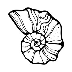 decorative spiral shell vector art