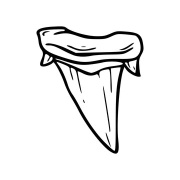 shark tooth illustration
