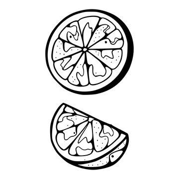 recommend clip art: citrus fruit outline vector design