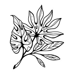 tropical leaf line art vector