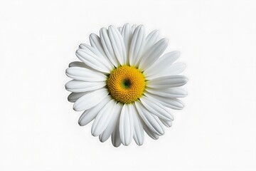 Obraz premium A single white daisy flower shows its vibrant yellow center on pure white