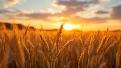 Obraz premium Golden wheat spikes glowing in warm sunlight. Ideal for agricultural themes, nature blogs, organic product ads, seasonal posters, and rural lifestyle content