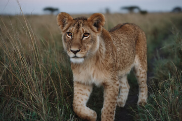 Fototapeta premium a wide panoramic photograph of a lone lion walking across the vast plains of the serengeti at sunset, emphasizing the scale of the landscape.