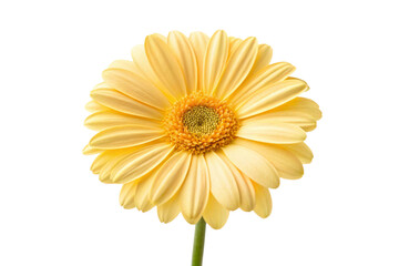 yellow gerber daisy isolated on white