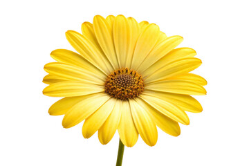 yellow daisy isolated on white
