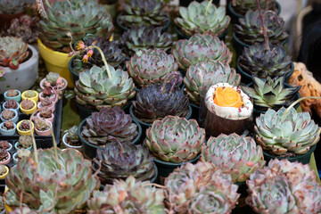 Captivating Succulent Arrangement Showcasing Nature's Beauty and Diversity