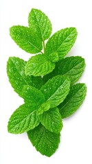 Fresh Green Mint Sprig Isolated on White Background