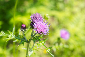 野山に咲くノアザミの紫の花10