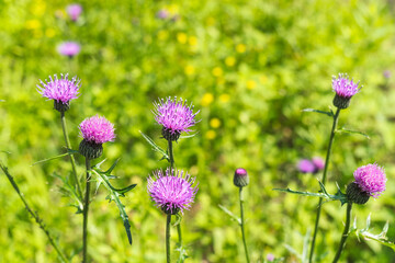 野山に咲くノアザミの紫の花10