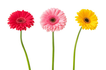 three red gerber flowers