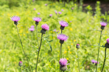 野山に咲くノアザミの紫の花01